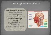Основные свойства нервной системы человека и их характеристика Тест определение типа нервной системы