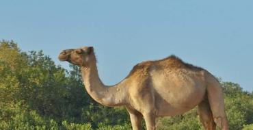 Why does a camel's hump fall off?