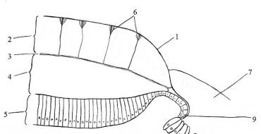 Ljušture mekušaca: slojevi, građa, vrste 3 sloja ljuštura mekušaca
