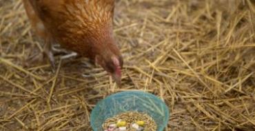 ยาปฏิชีวนะชนิดใดที่ใช้รักษาแม่ไก่ไข่